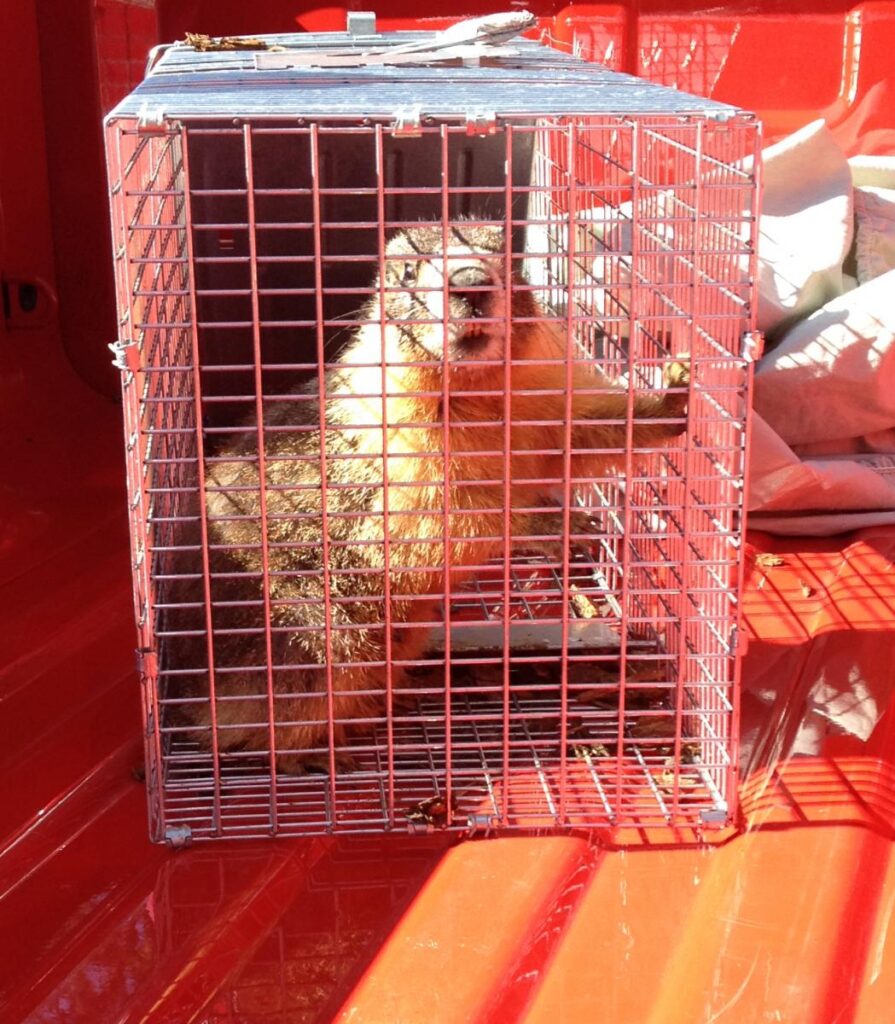 marmot in a cage